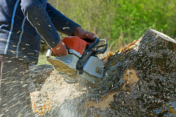 Best Stump Grinding Near Me  in Claypool Hill, VA